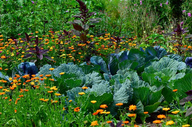 Le pouvoir des plantes aromatiques dans un jardin