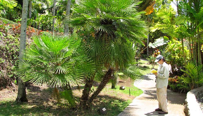 Les 5 palmiers rustiques pour votre jardin