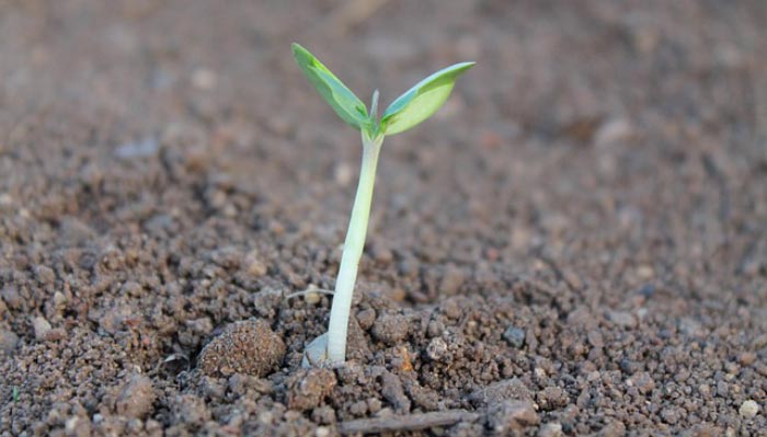 Semez, cultivez, récoltez (les graines) : Le guide pour réussir à faire ses semences